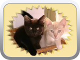 BeeBopCats